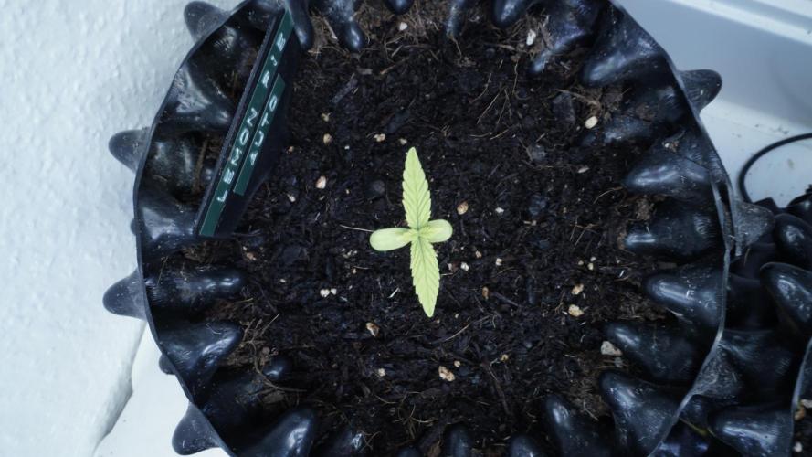 The final Outdoor attempt 2026. Week 2 - Day 10 - Lemon Pie Automatic