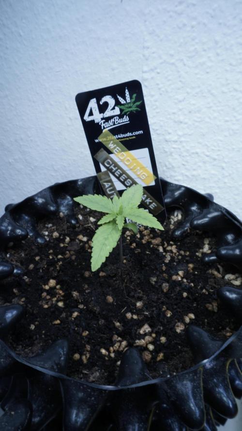 The final Outdoor attempt 2026. Week 2 - Day 10 - Wedding Cheesecake Automatic