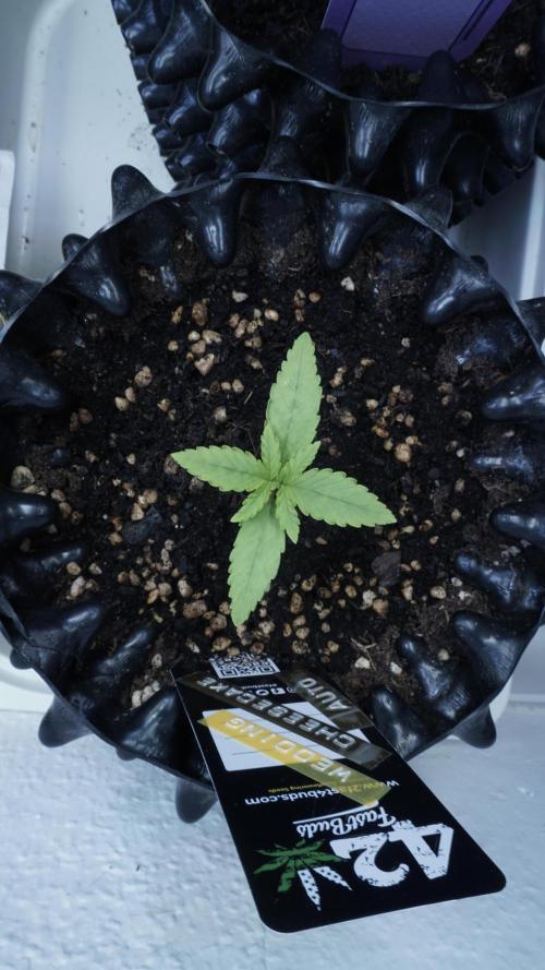 The final Outdoor attempt 2026. Week 2 - Day 10 - Wedding Cheesecake Automatic
