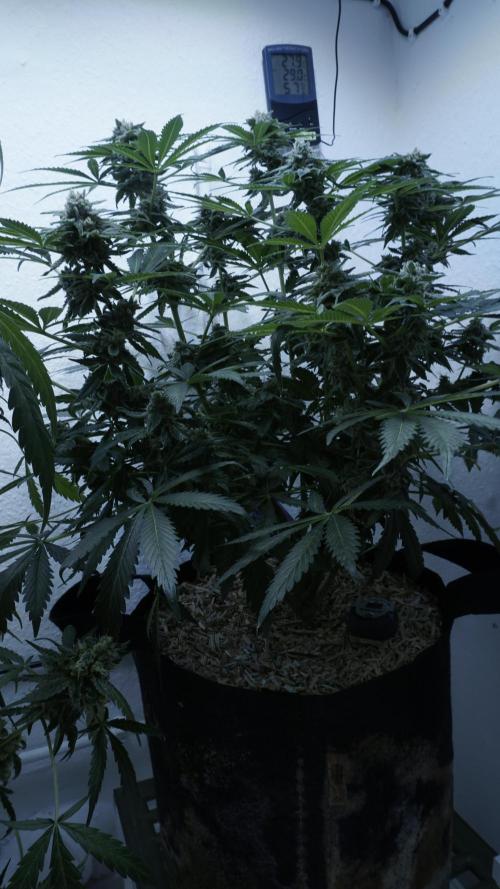 Banana Kush Auto x Sonnenerde. Week 12