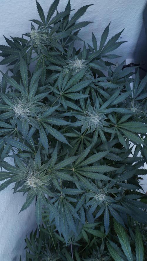 Banana Kush Auto x Sonnenerde. Week 12