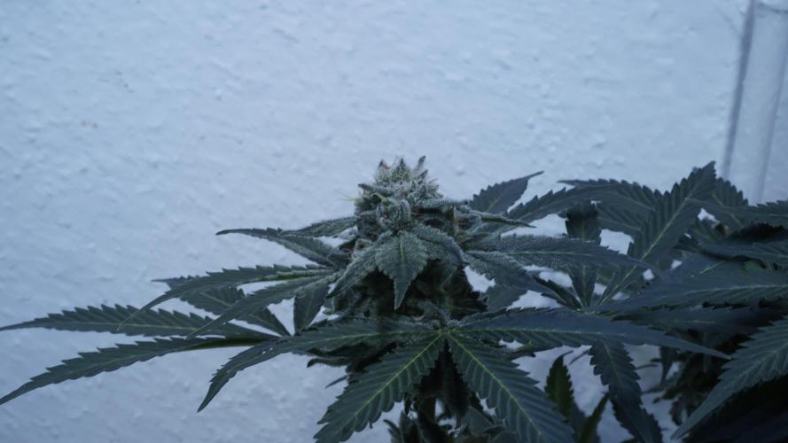 Banana Kush Auto x Sonnenerde. Week 12