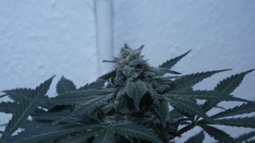Banana Kush Auto x Sonnenerde. Week 12