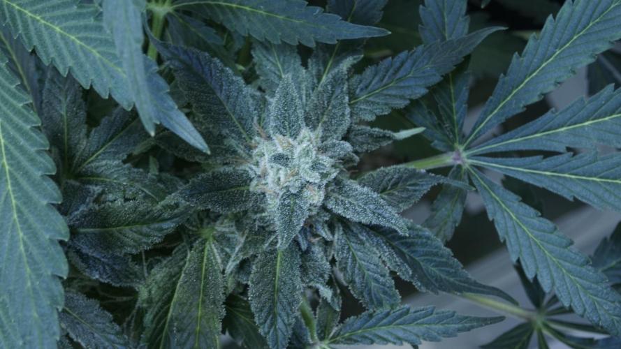 Banana Kush Auto x Sonnenerde. Week 12