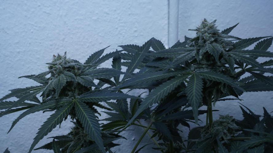 Banana Kush Auto x Sonnenerde. Week 12