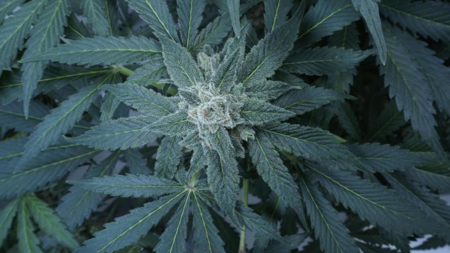 Banana Kush Auto x Sonnenerde. Week 12