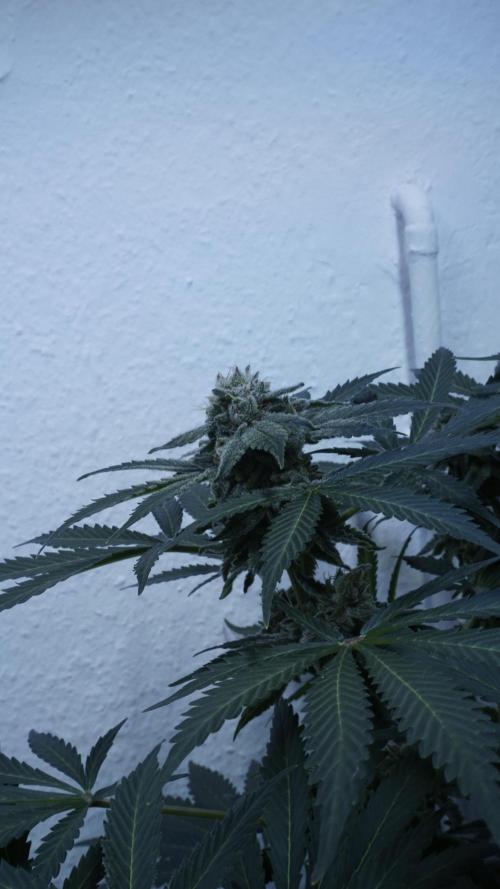 Banana Kush Auto x Sonnenerde. Week 12