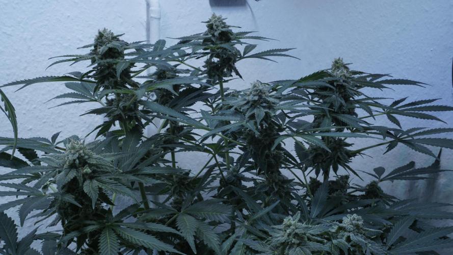 Banana Kush Auto x Sonnenerde. Week 12