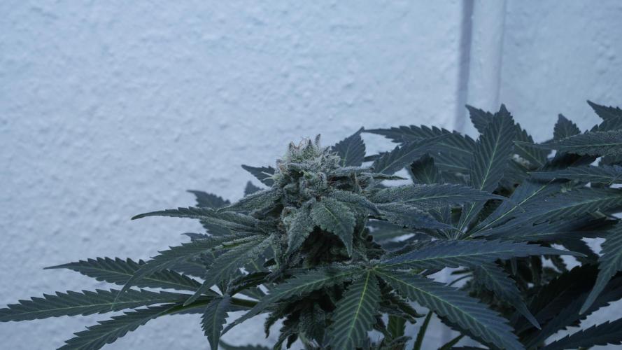 Banana Kush Auto x Sonnenerde. Week 12