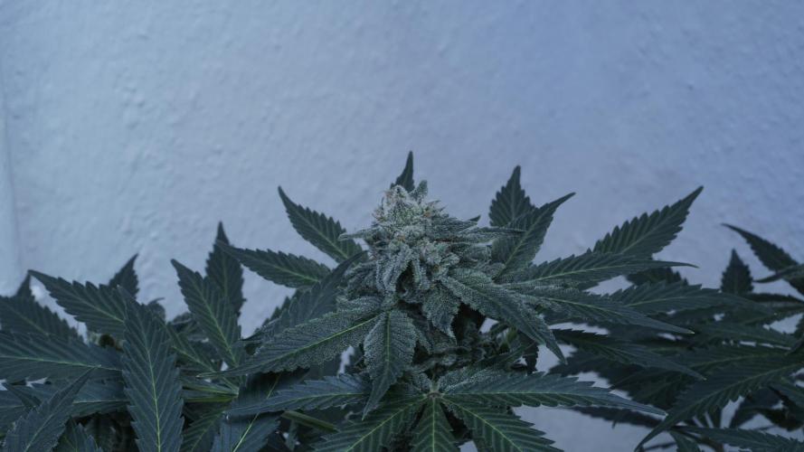 Banana Kush Auto x Sonnenerde. Week 12