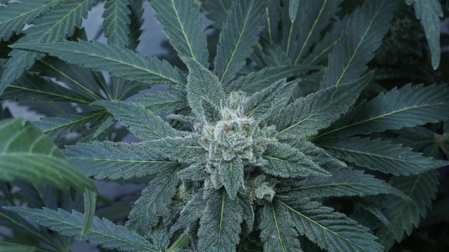 Banana Kush Auto x Sonnenerde. Week 12