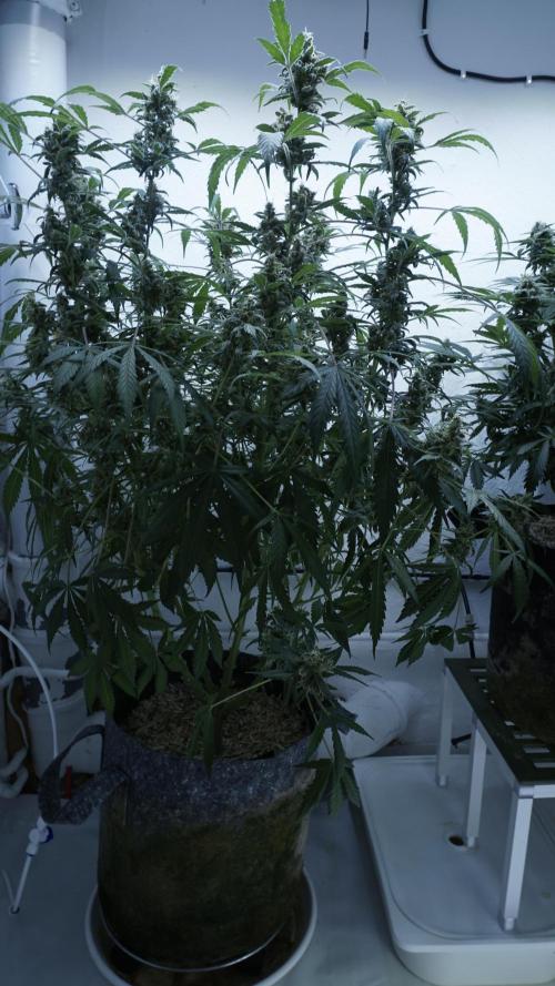 Jack Herer Auto X Sonnenerde. Week 13