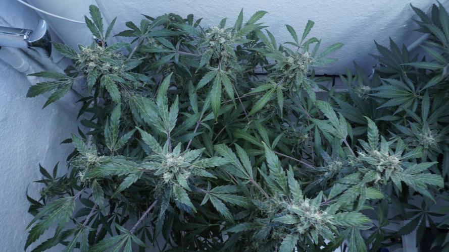 Jack Herer Auto X Sonnenerde. Week 13