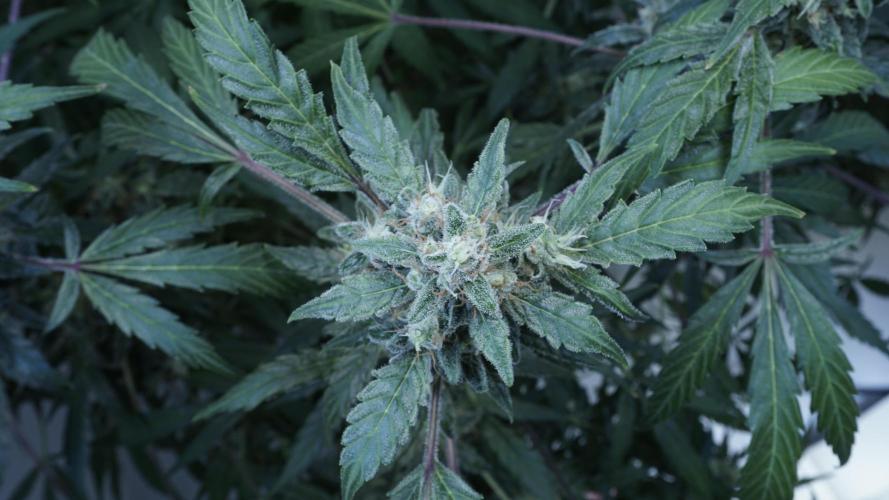 Jack Herer Auto X Sonnenerde. Week 13