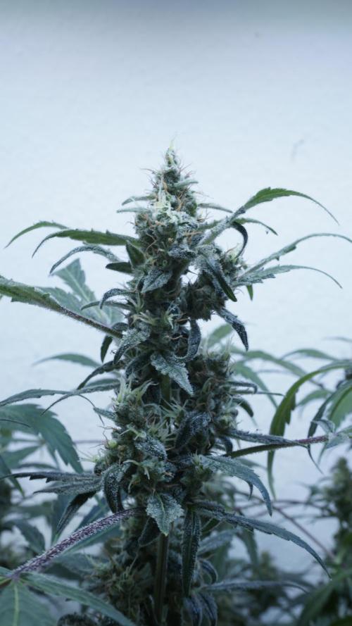 Jack Herer Auto X Sonnenerde. Week 13