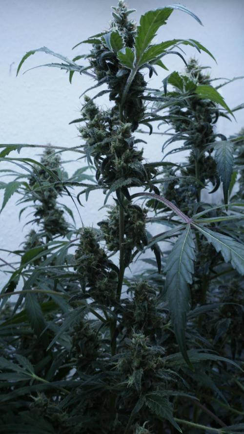 Jack Herer Auto X Sonnenerde. Week 13