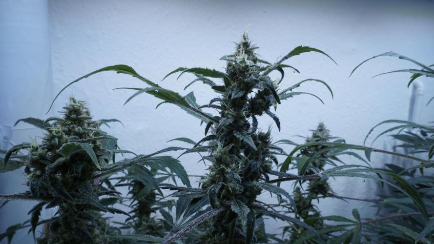 Jack Herer Auto X Sonnenerde. Week 13