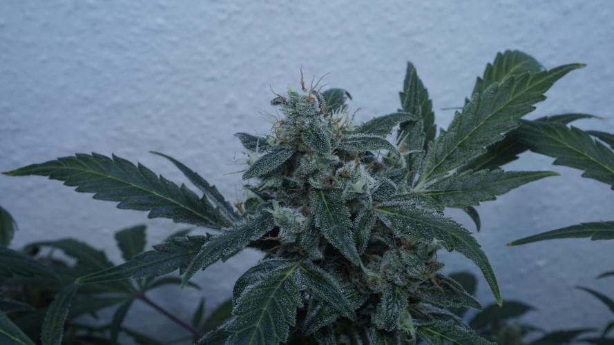 Jack Herer Auto X Sonnenerde. Week 13