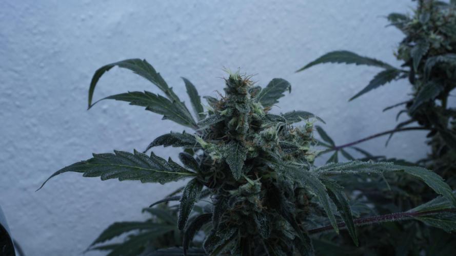 Jack Herer Auto X Sonnenerde. Week 13
