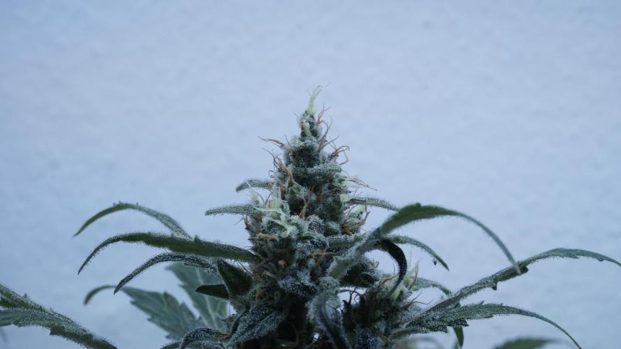Jack Herer Auto X Sonnenerde. Week 13