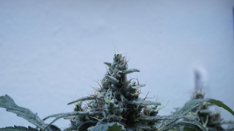 Jack Herer Auto X Sonnenerde. Week 13