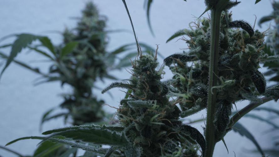 Jack Herer Auto X Sonnenerde. Week 13
