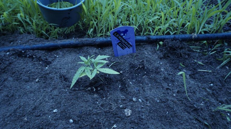 The final Outdoor attempt 2026. Week 3 - Day 19 - Lemongrass Automatic