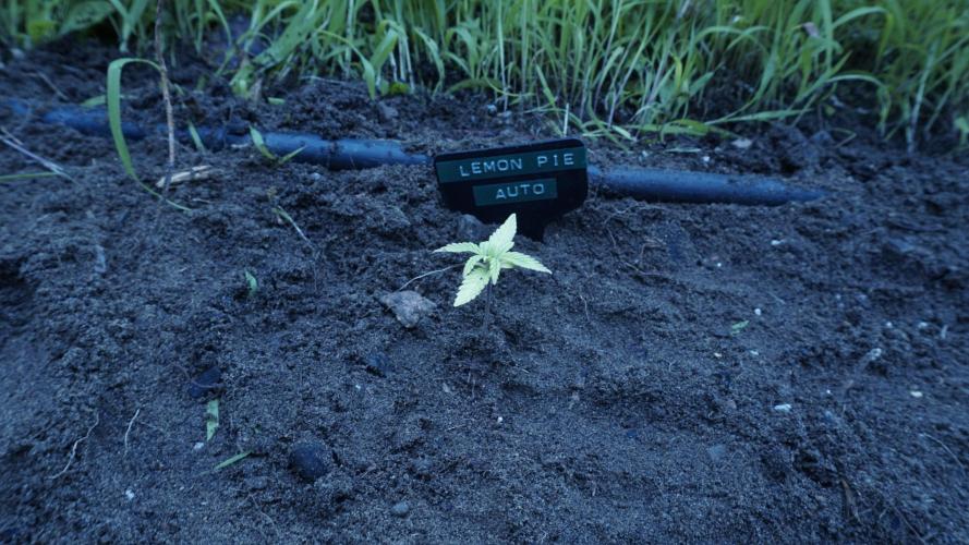 The final Outdoor attempt 2026. Week 3 - Day 19 - Lemon Pie Automatic