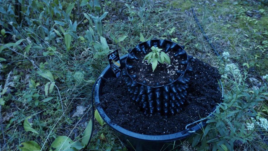 The final Outdoor attempt 2026. Week 3 - Day 19 - Wedding Cheesecake Automatic