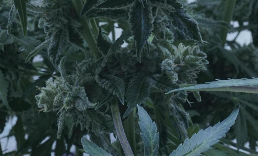 Banana Kush Auto x Sonnenerde. Week 13