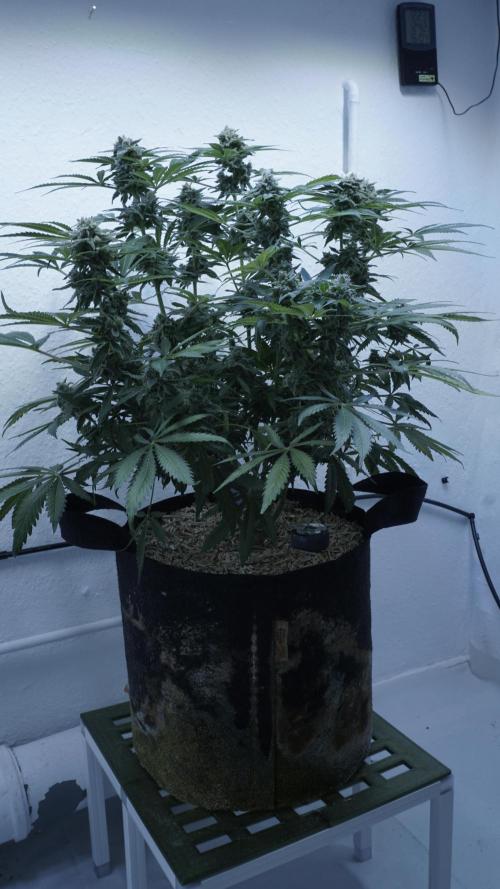 Banana Kush Auto x Sonnenerde. Week 13