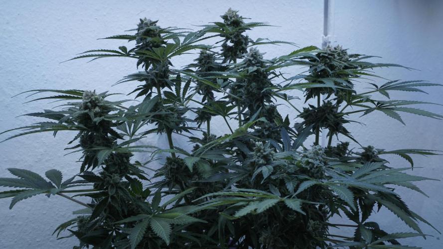 Banana Kush Auto x Sonnenerde. Week 13