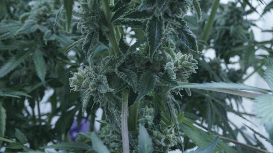 Banana Kush Auto x Sonnenerde. Week 13