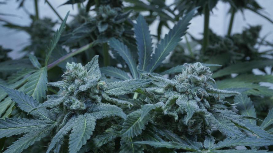 Banana Kush Auto x Sonnenerde. Week 13