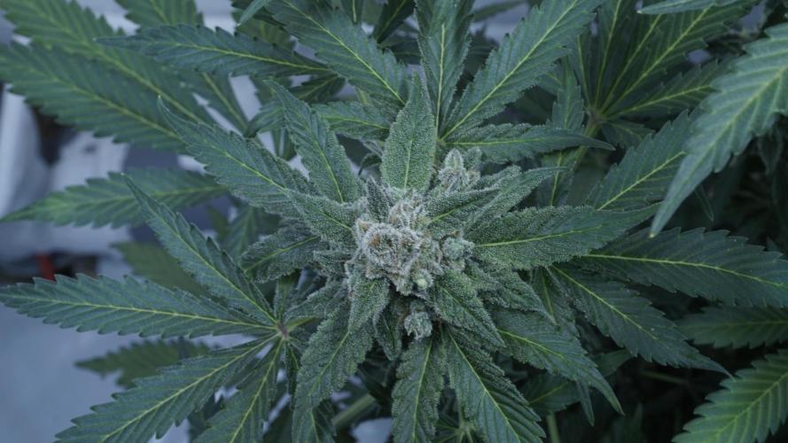Banana Kush Auto x Sonnenerde. Week 13