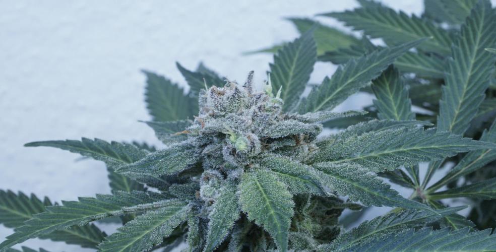 Banana Kush Auto x Sonnenerde. Week 13