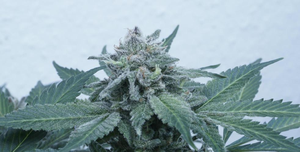 Banana Kush Auto x Sonnenerde. Week 13