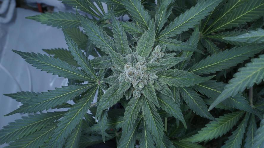 Banana Kush Auto x Sonnenerde. Week 13