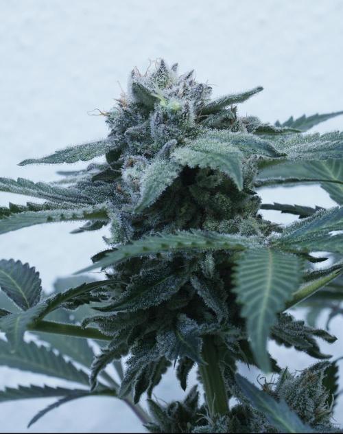 Banana Kush Auto x Sonnenerde. Week 13