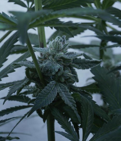 Banana Kush Auto x Sonnenerde. Week 13