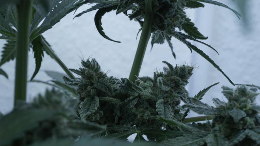 Banana Kush Auto. Week 13