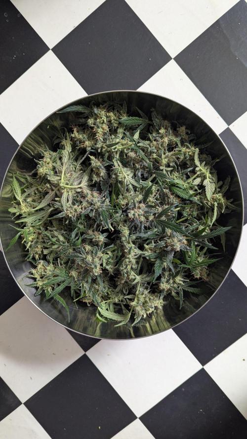 Jack Herer Auto X Sonnenerde. Week 14