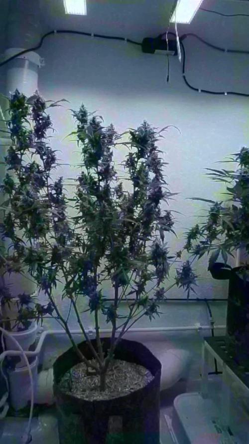 Jack Herer Auto X Sonnenerde