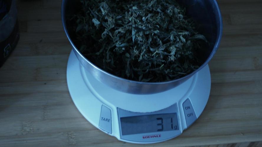 Jack Herer Auto X Sonnenerde. Week 14 - That's a lot of trim!