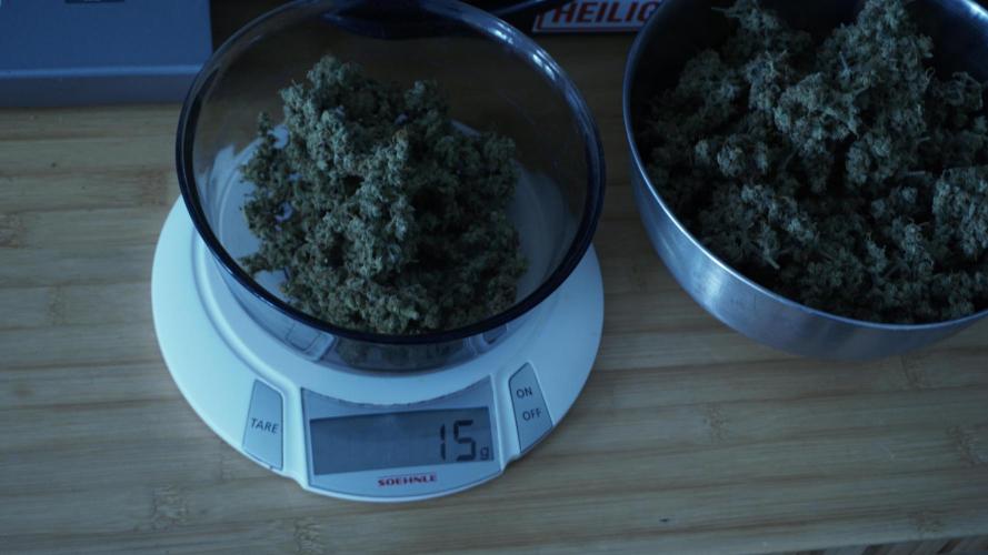 Jack Herer Auto X Sonnenerde. Week 14 - Smaller trimmed buds