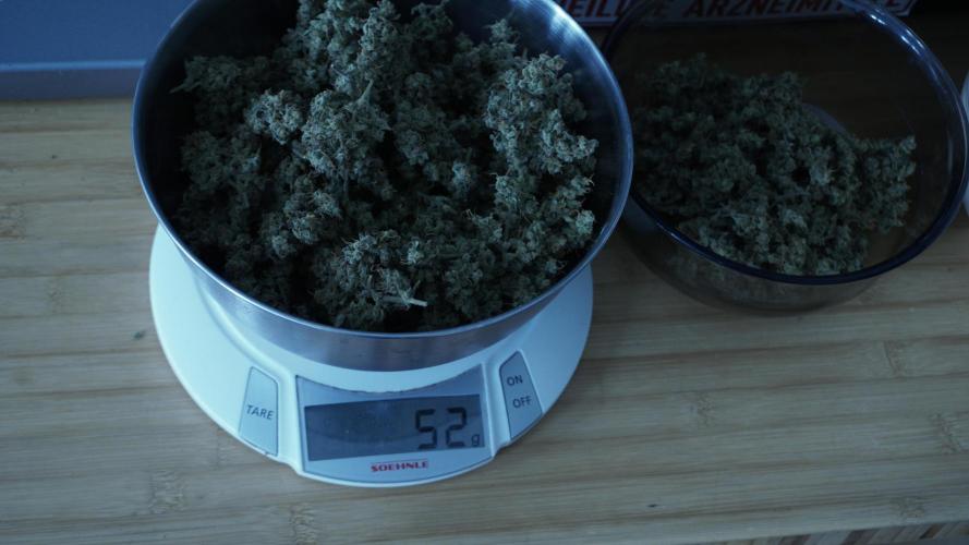 Jack Herer Auto X Sonnenerde. Week 14 - Bigger trimmed buds