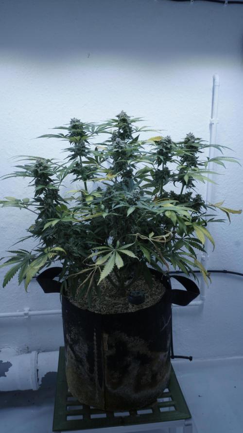 Banana Kush Auto x Sonnenerde. Week 14 - Last day - pre defoliation