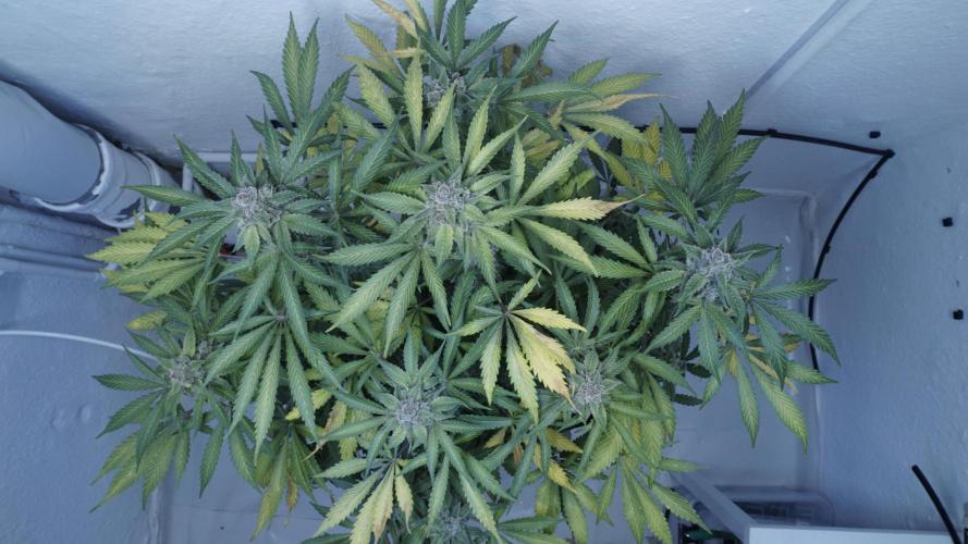 Banana Kush Auto x Sonnenerde. Week 14 - Last day - pre defoliation