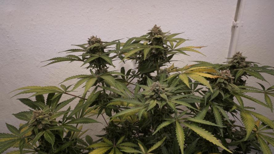 Banana Kush Auto x Sonnenerde. Week 14 - Last day - pre defoliation