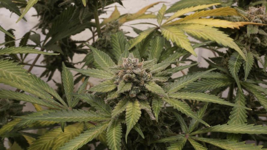 Banana Kush Auto x Sonnenerde. Week 14 - Last day - pre defoliation